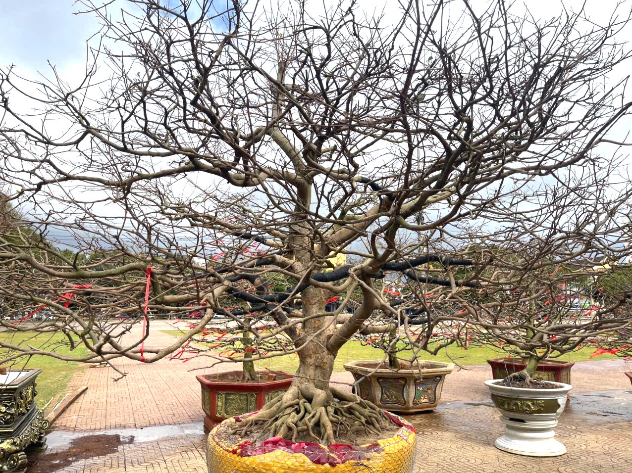 Tận thấy cây mai tiền tỷ, khế thế đổ ‘nhất long họa bì’- Ảnh 2.