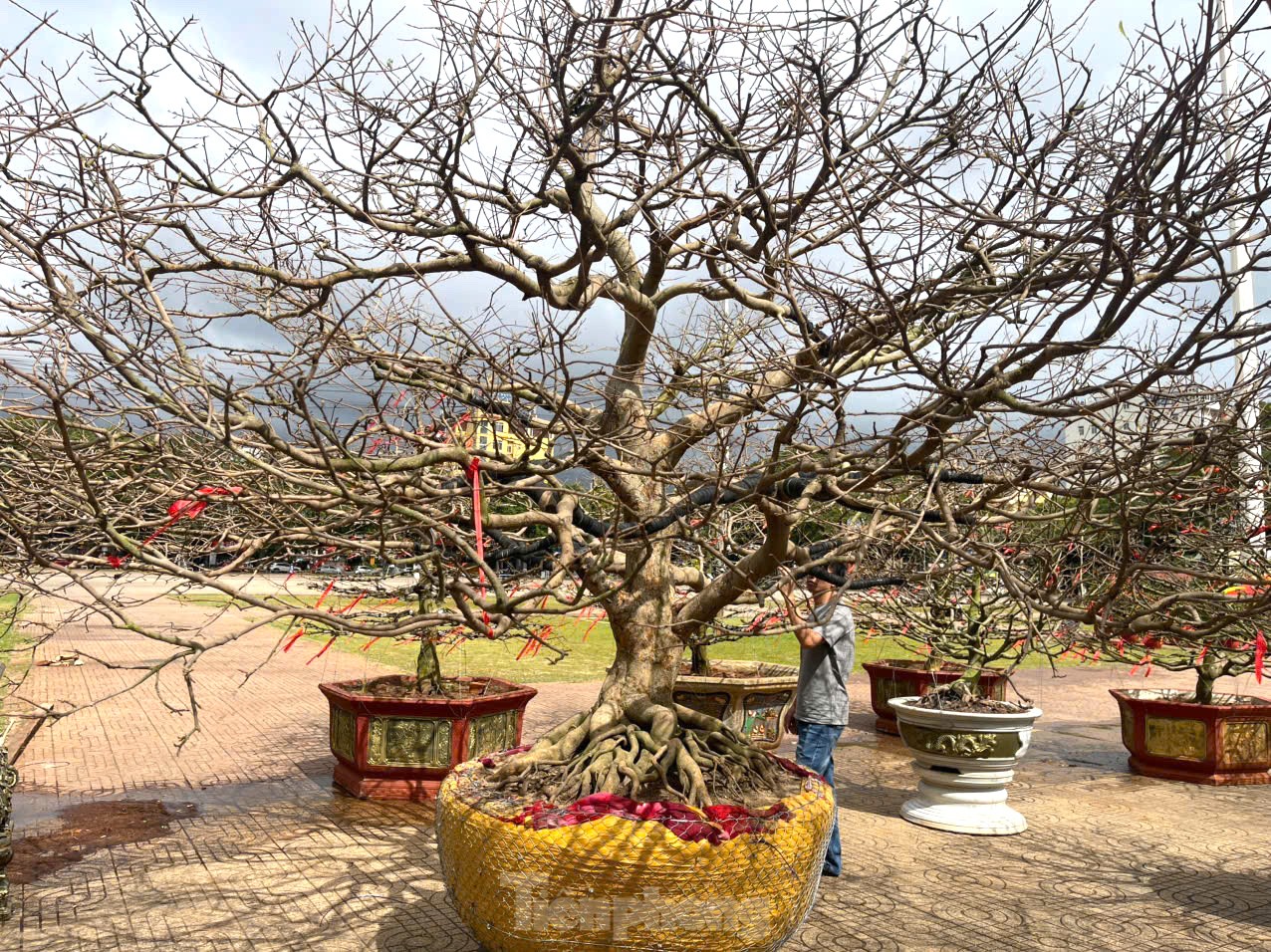 Tận thấy cây mai tiền tỷ, khế thế đổ ‘nhất long họa bì’- Ảnh 3.