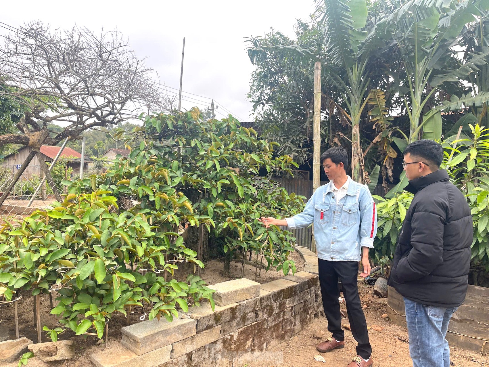 Tận thấy cây mai tiền tỷ, khế thế đổ ‘nhất long họa bì’- Ảnh 5.