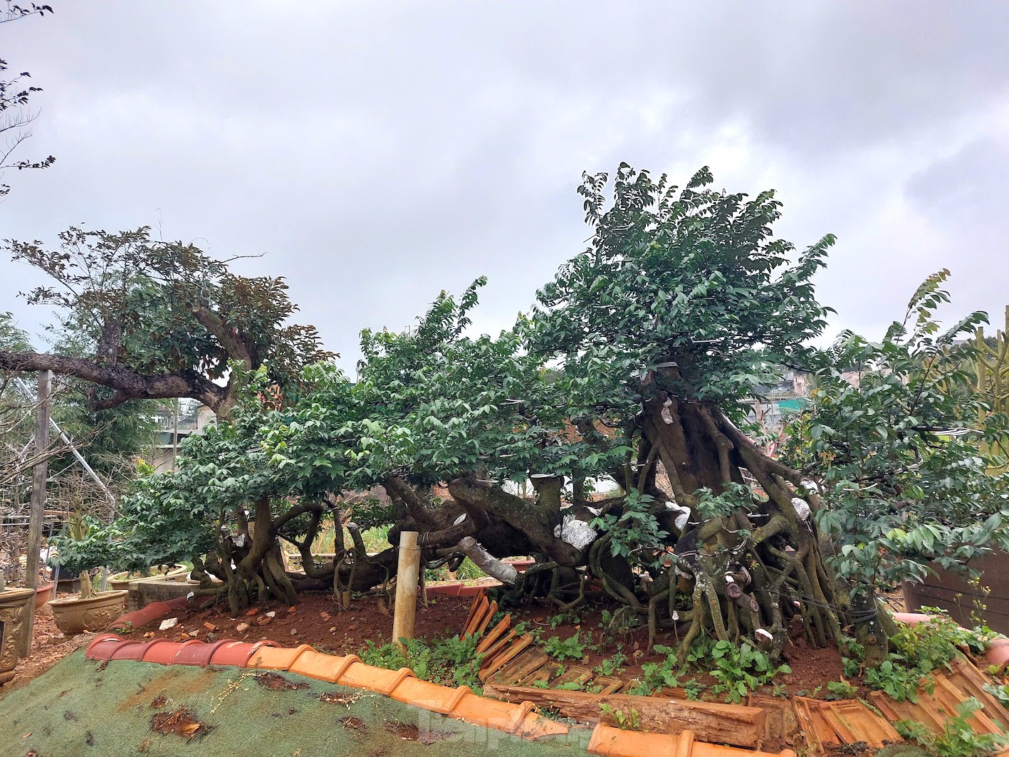 Tận thấy cây mai tiền tỷ, khế thế đổ ‘nhất long họa bì’- Ảnh 6.