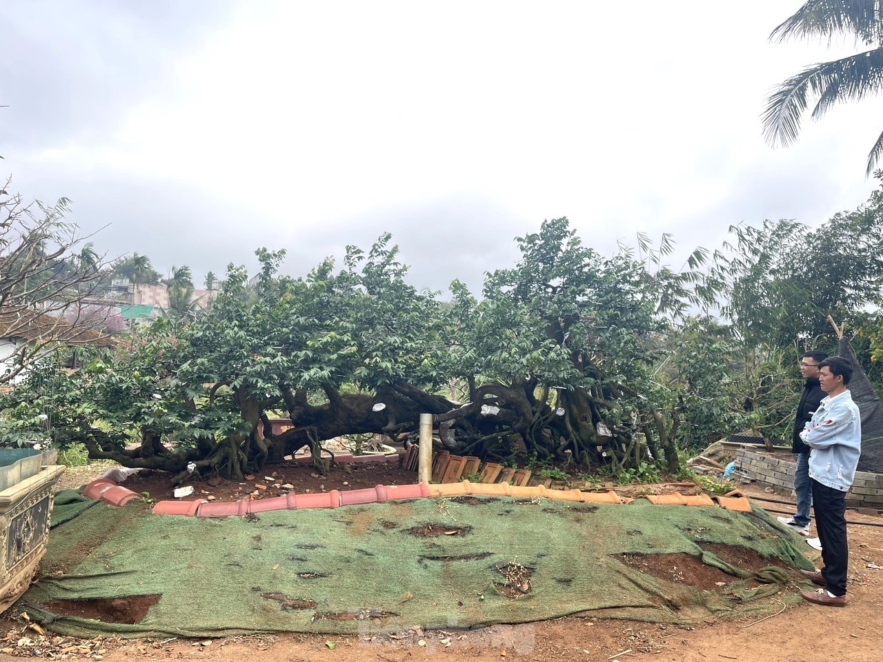 Tận thấy cây mai tiền tỷ, khế thế đổ ‘nhất long họa bì’- Ảnh 10.