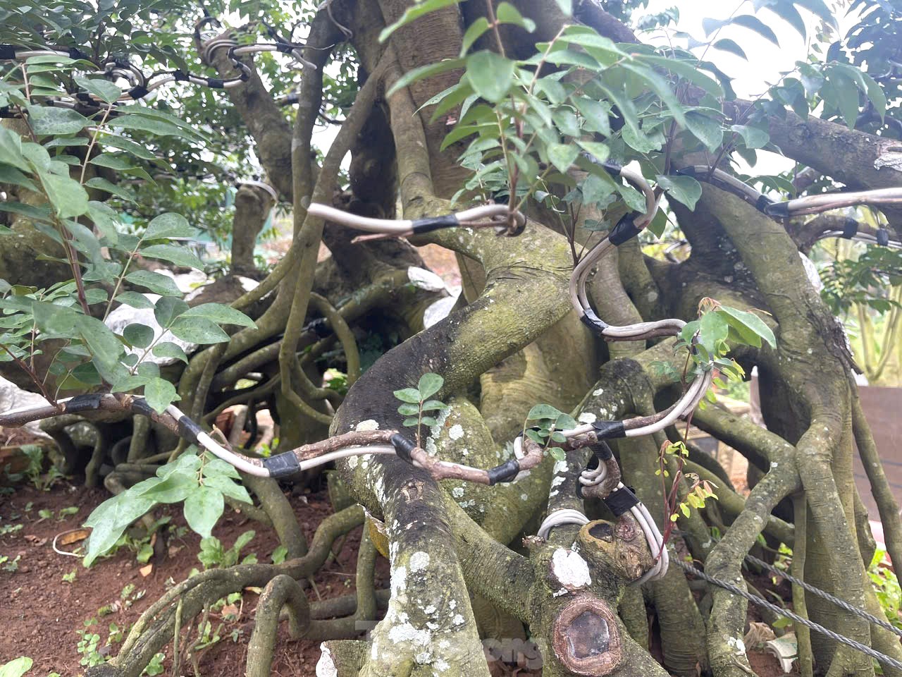 Tận thấy cây mai tiền tỷ, khế thế đổ ‘nhất long họa bì’- Ảnh 9.