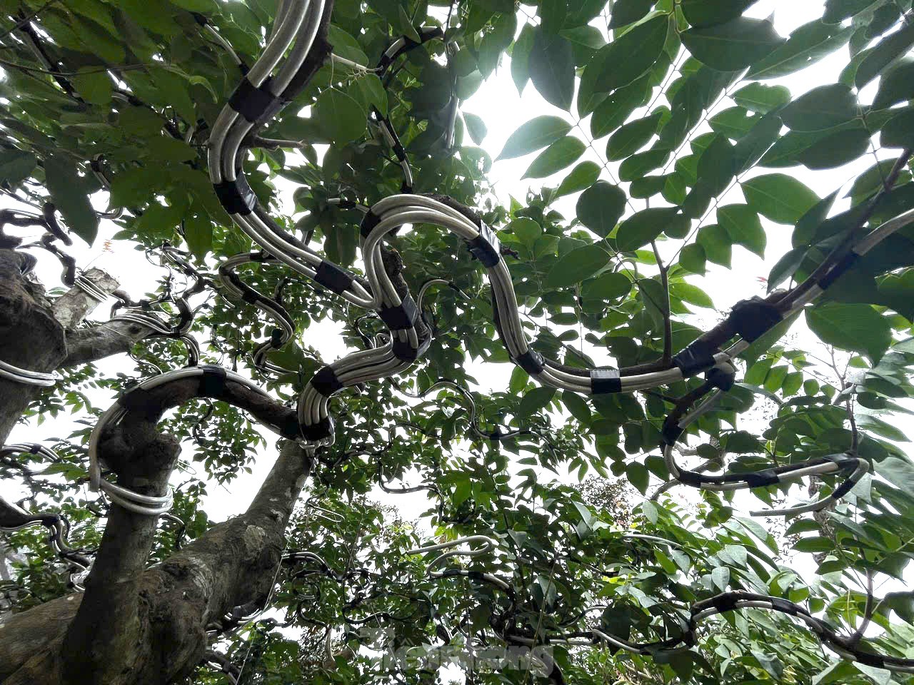 Tận thấy cây mai tiền tỷ, khế thế đổ ‘nhất long họa bì’- Ảnh 8.