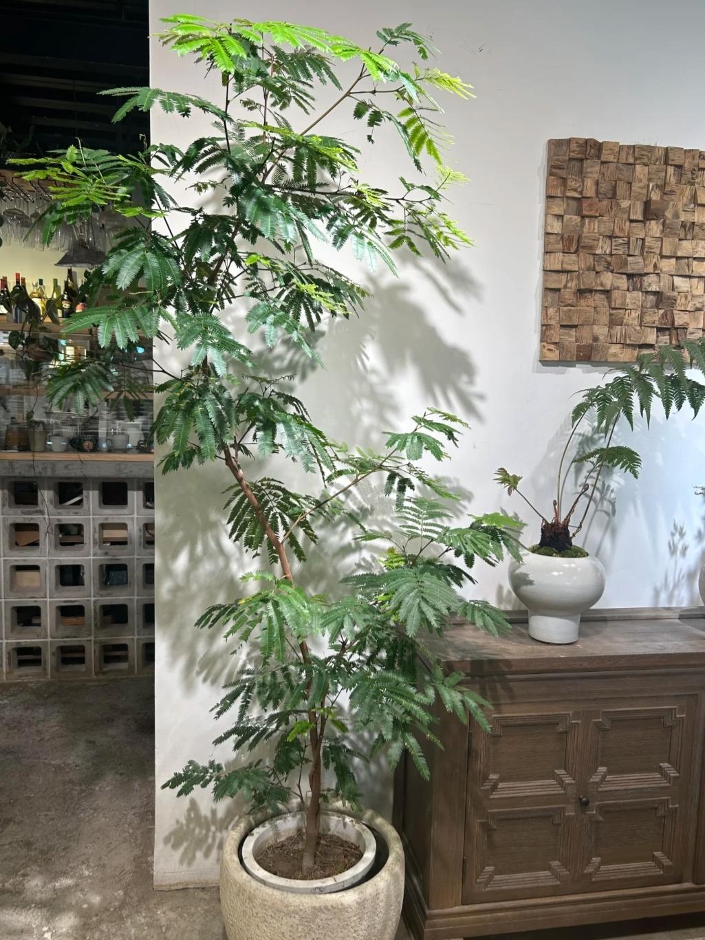 Phòng khách nhà giàu chuộng nhất 3 cây cảnh: Trấn giữ của cải, tốt cho sức khỏe lại giúp chủ nhân hút may mắn- Ảnh 9. Phòng khách nhà giàu chuộng nhất 3 cây cảnh: Trấn giữ của cải, tốt cho sức khỏe lại giúp chủ nhân hút may mắn- Ảnh 9.