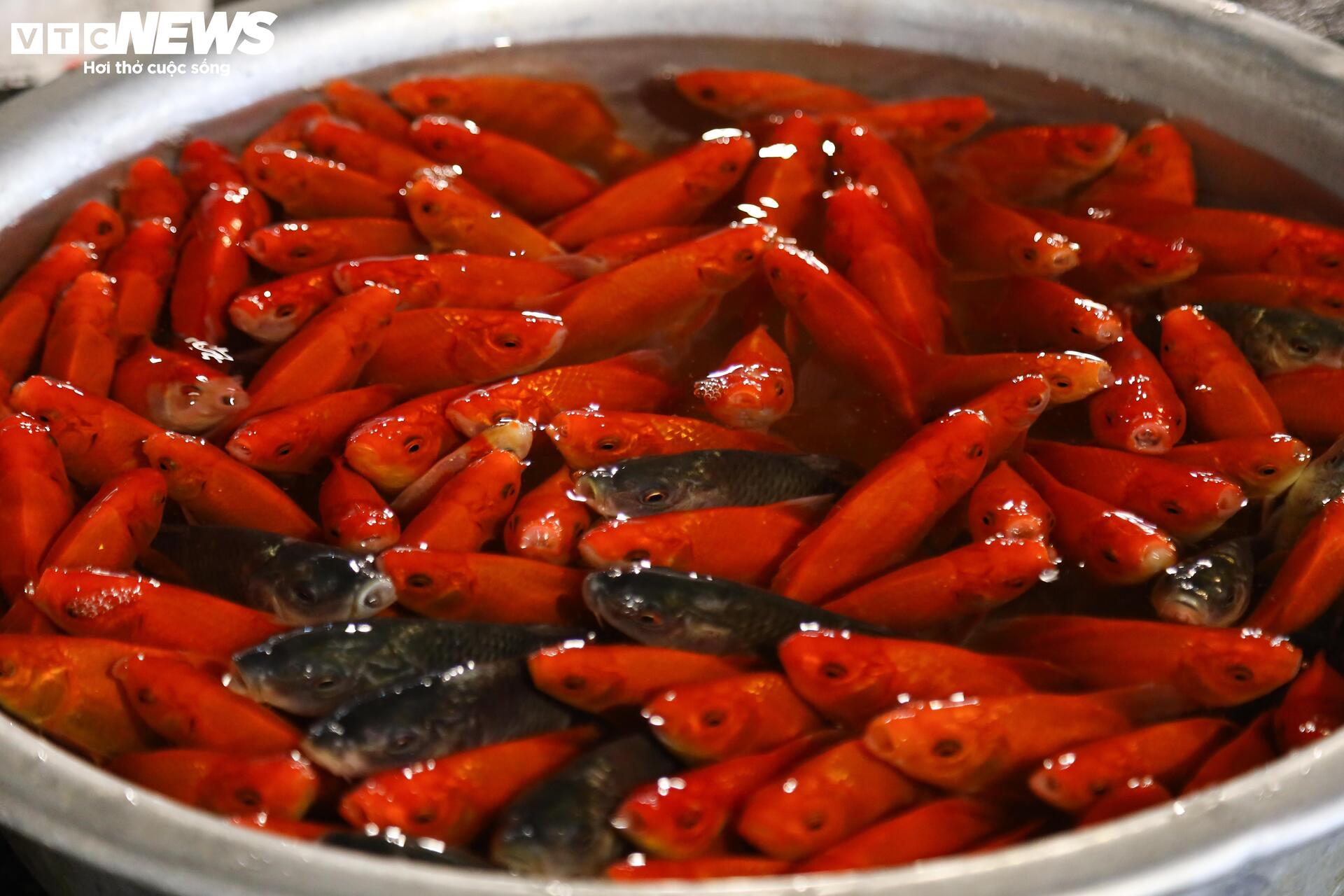 Tiểu thương đánh ô tô ship gà từ mờ sáng, phục vụ khách cúng ông Công, ông Táo- Ảnh 12.