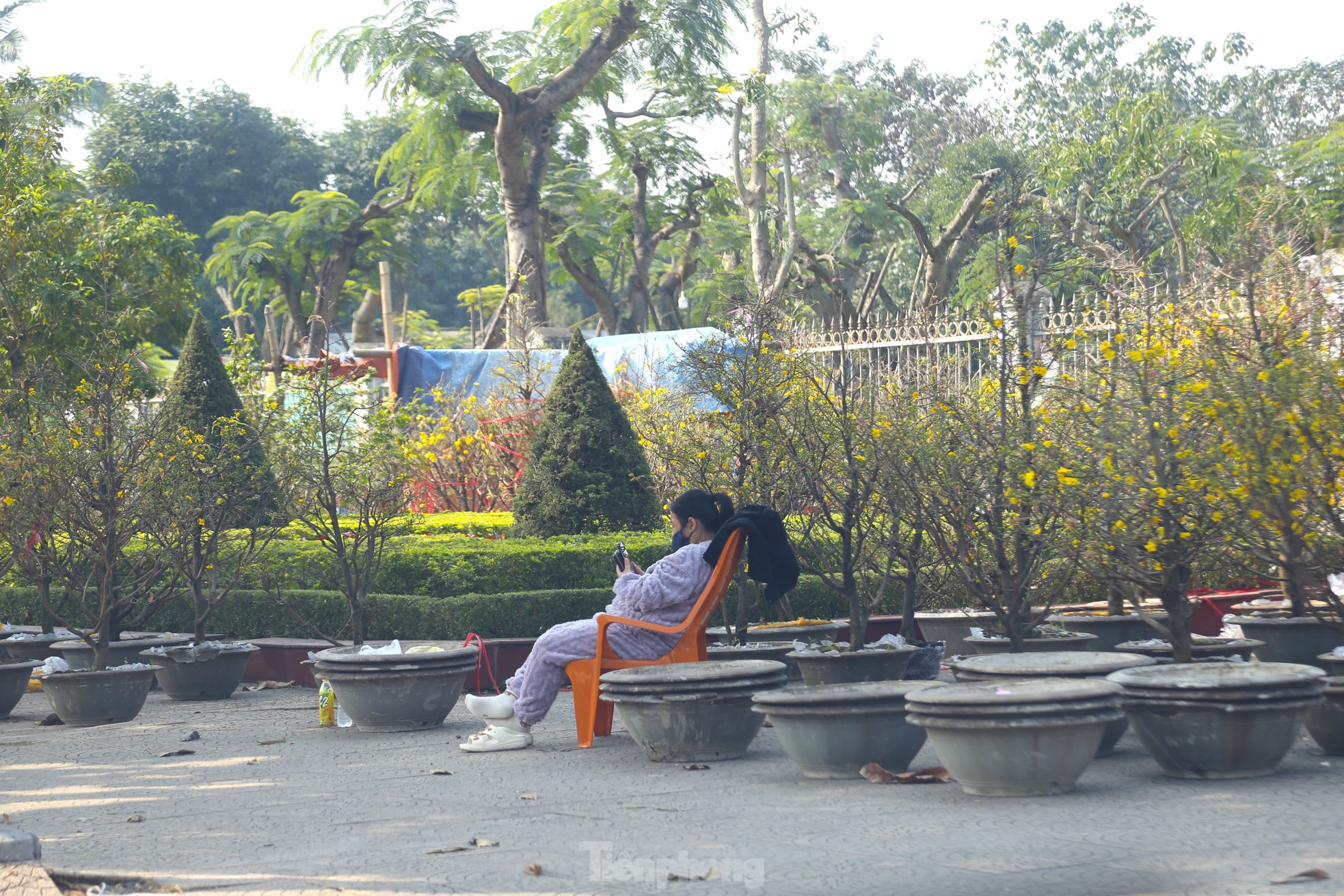 Dân buôn ngồi lướt điện thoại, đào quất Tết ế chỏng ế chơ- Ảnh 9.