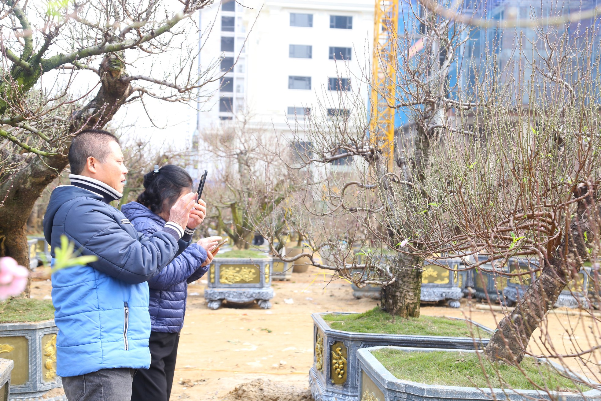 Dân buôn ngồi lướt điện thoại, đào quất Tết ế chỏng ế chơ- Ảnh 11.