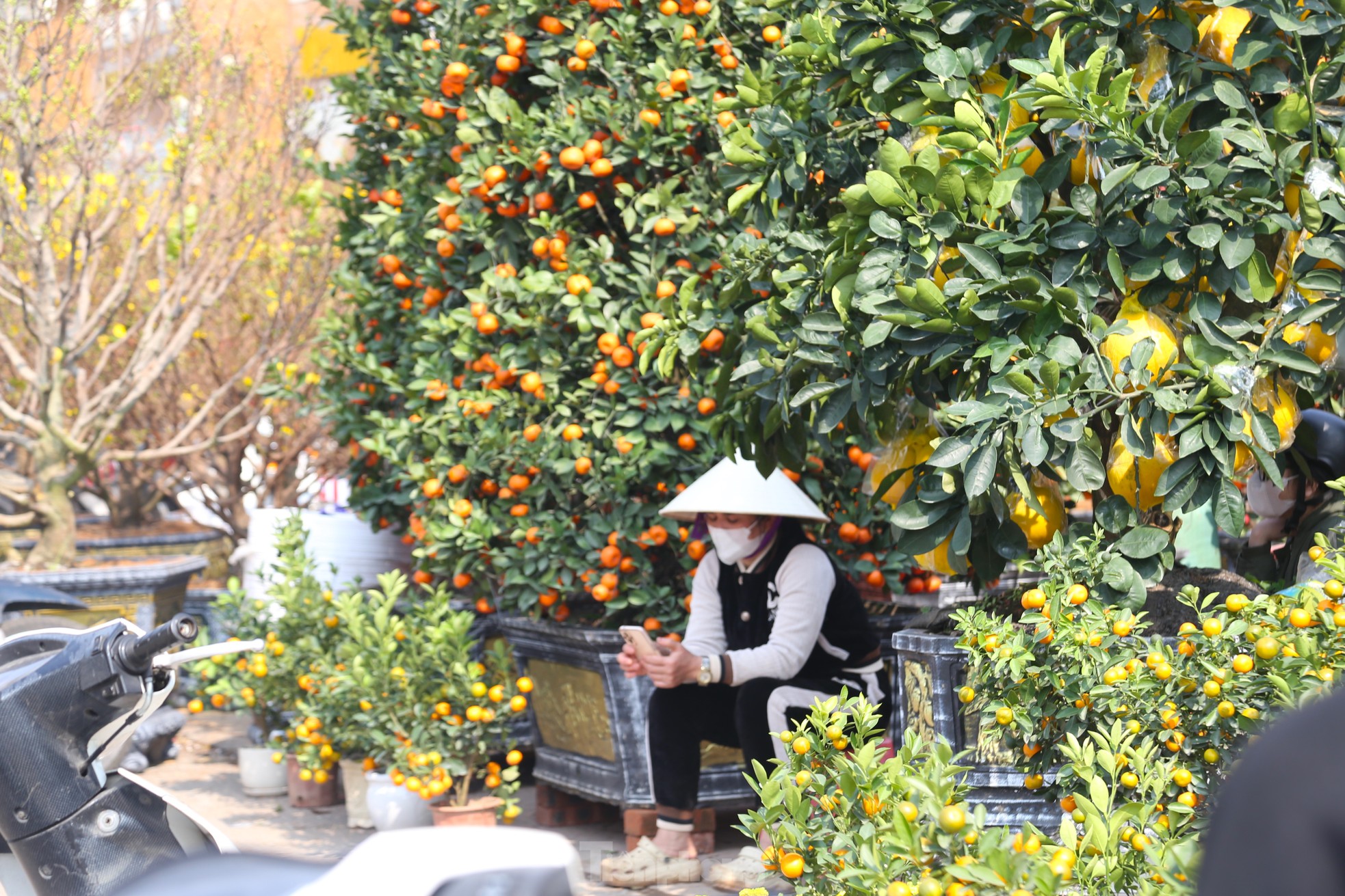 Dân buôn ngồi lướt điện thoại, đào quất Tết ế chỏng ế chơ- Ảnh 4.