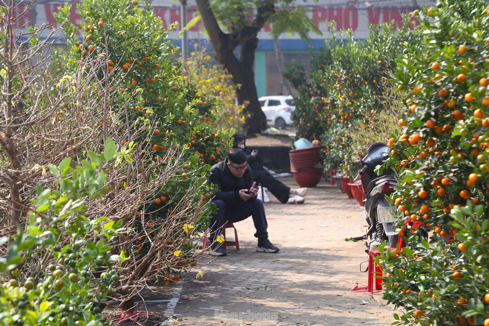 Dân buôn ngồi lướt điện thoại, đào quất Tết ế chỏng ế chơ- Ảnh 2.