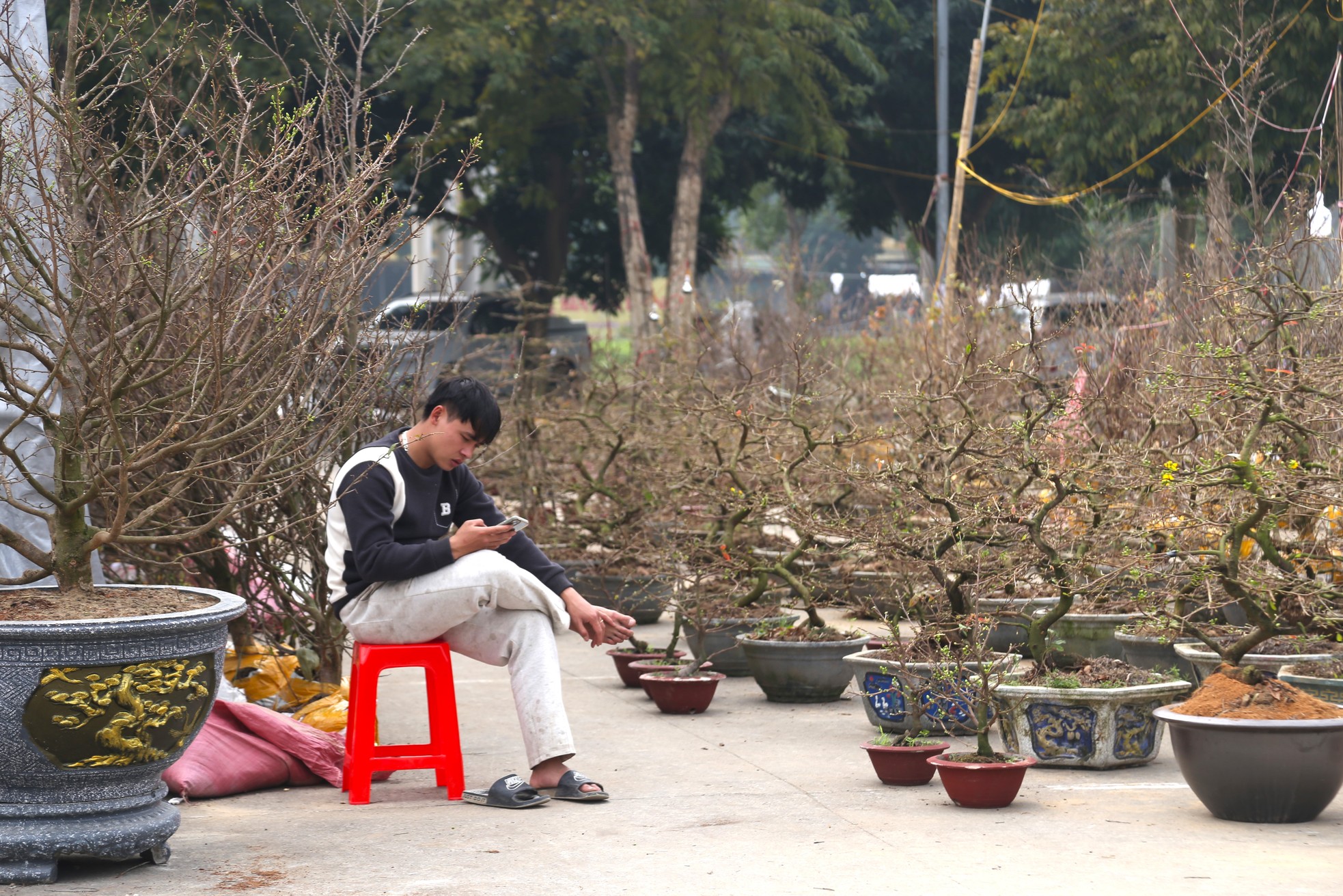 Dân buôn ngồi lướt điện thoại, đào quất Tết ế chỏng ế chơ- Ảnh 8.