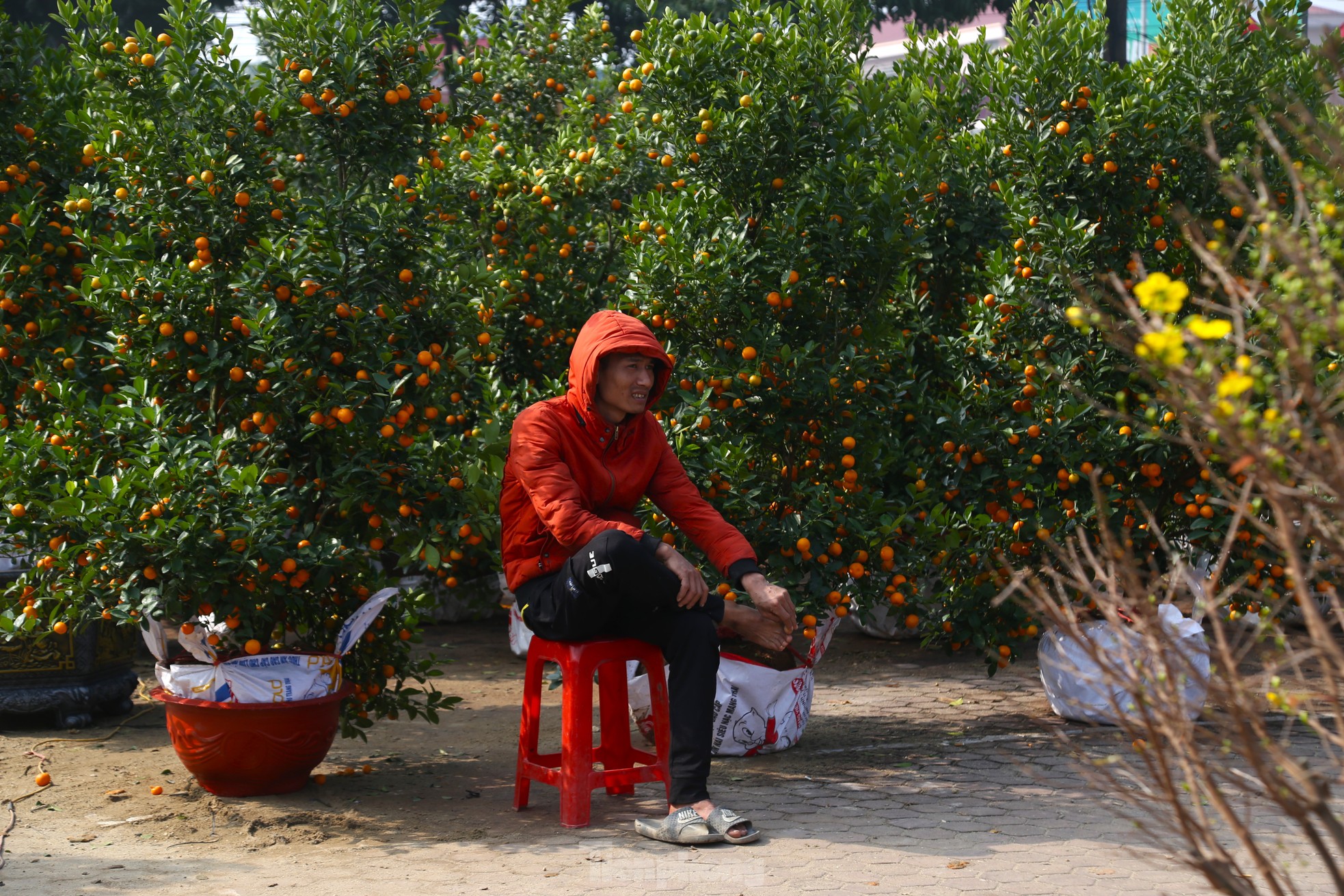 Dân buôn ngồi lướt điện thoại, đào quất Tết ế chỏng ế chơ- Ảnh 3.