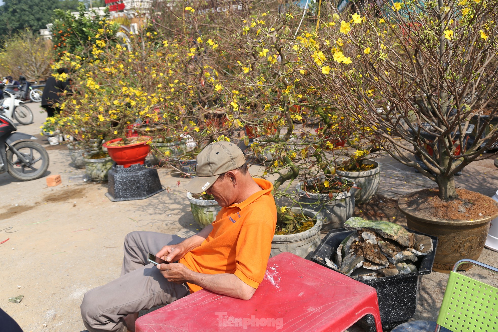 Dân buôn ngồi lướt điện thoại, đào quất Tết ế chỏng ế chơ- Ảnh 7.