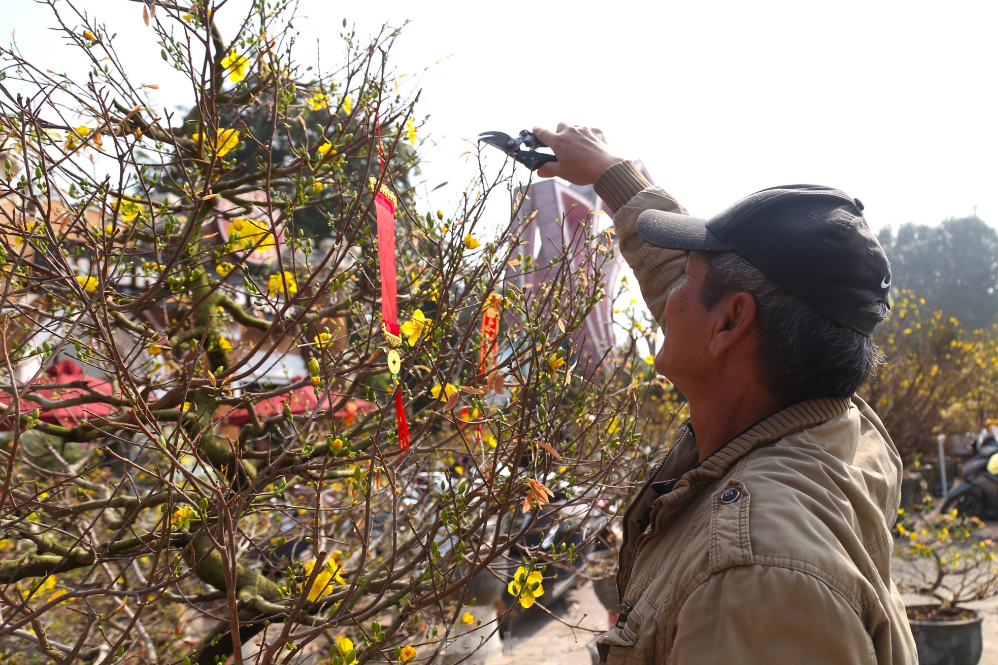 Dân buôn ngồi lướt điện thoại, đào quất Tết ế chỏng ế chơ- Ảnh 5.
