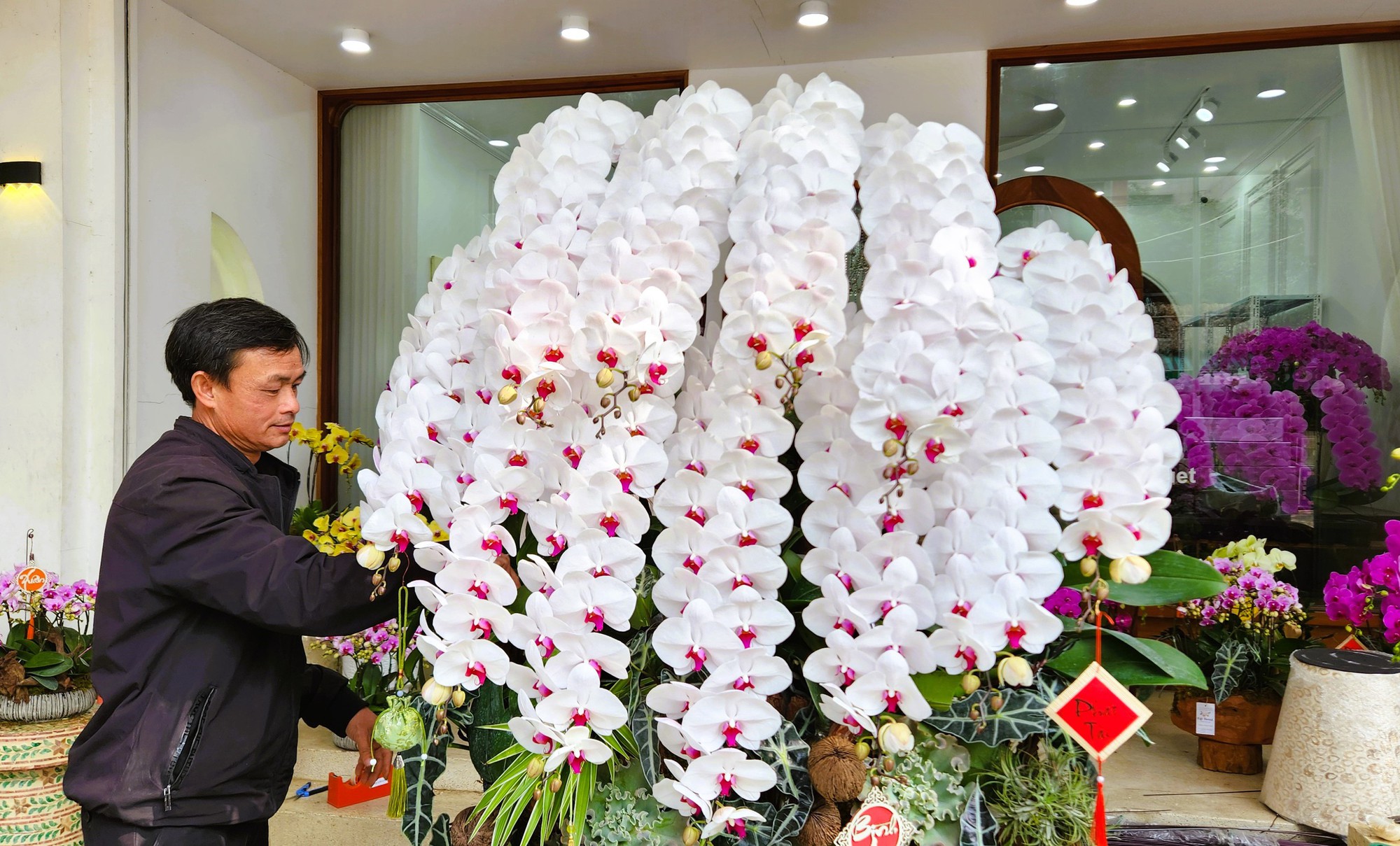 Kiếm cả trăm triệu đồng từ việc cắm hoa lan ngày Tết- Ảnh 1. Kiếm cả trăm triệu đồng từ việc cắm hoa lan ngày Tết- Ảnh 1.
