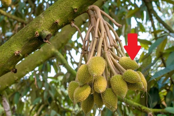 “Vua quả” Việt Nam được xuất khẩu trở lại Trung Quốc nhờ 1 tờ giấy: Nước ta có 7 nơi cấp giấy này- Ảnh 1.