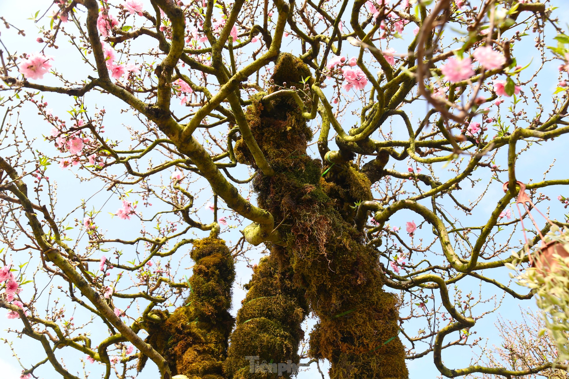 Cận cảnh đào cổ phủ đầy rêu giá 120 triệu, phải dùng cẩu mới vận chuyển được- Ảnh 5.