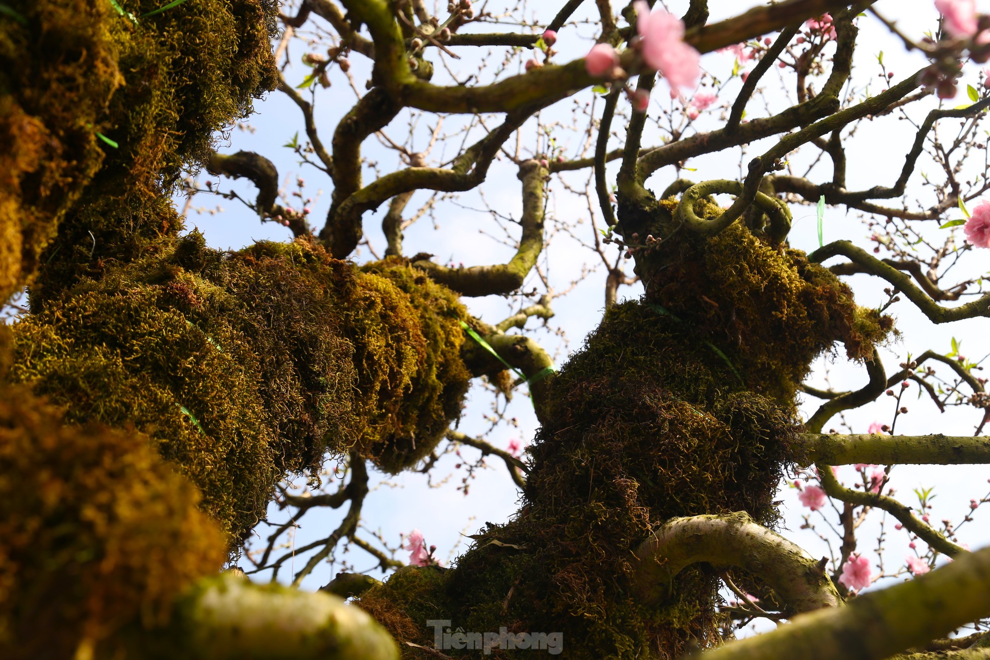 Cận cảnh đào cổ phủ đầy rêu giá 120 triệu, phải dùng cẩu mới vận chuyển được- Ảnh 4.