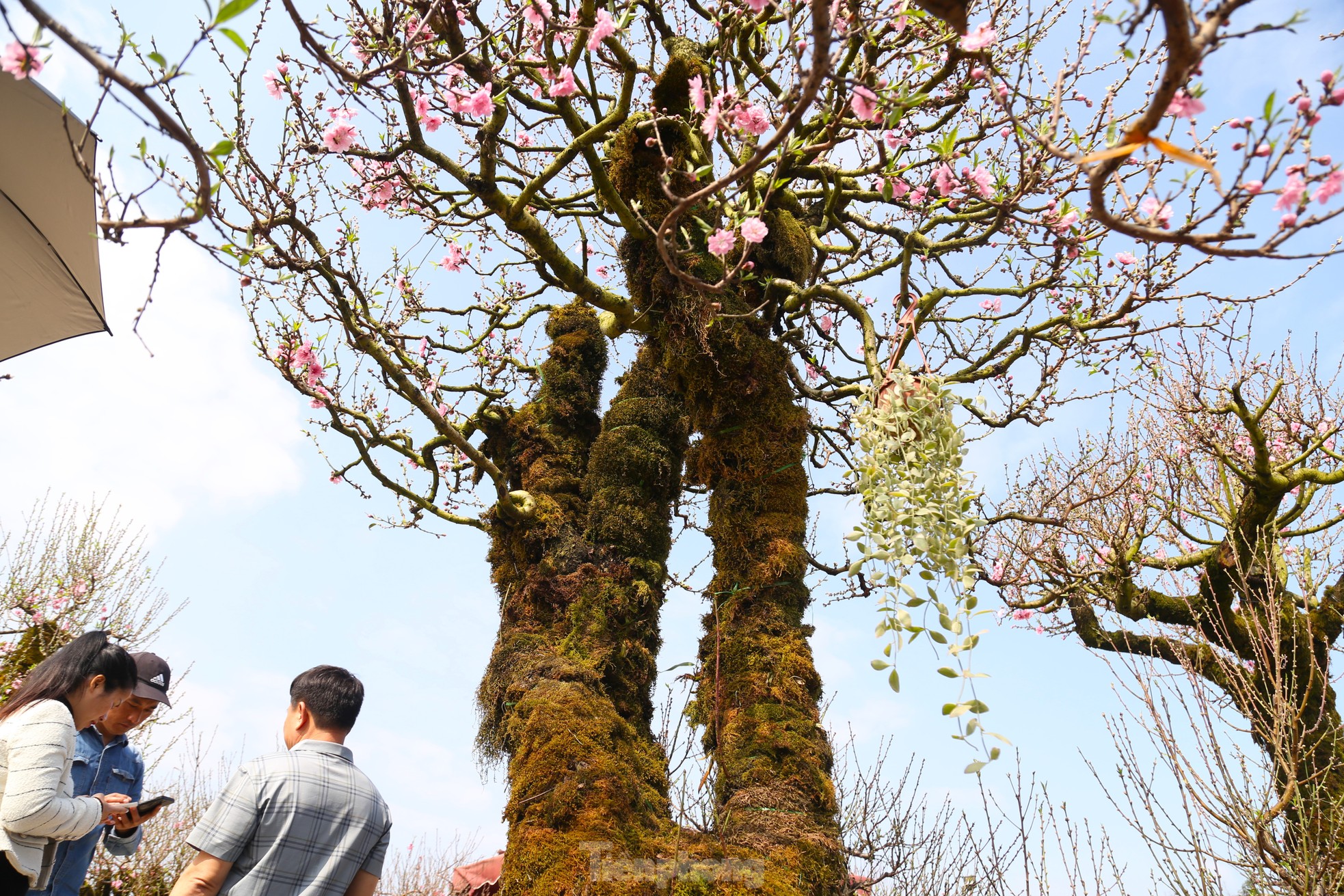 Cận cảnh đào cổ phủ đầy rêu giá 120 triệu, phải dùng cẩu mới vận chuyển được- Ảnh 2.