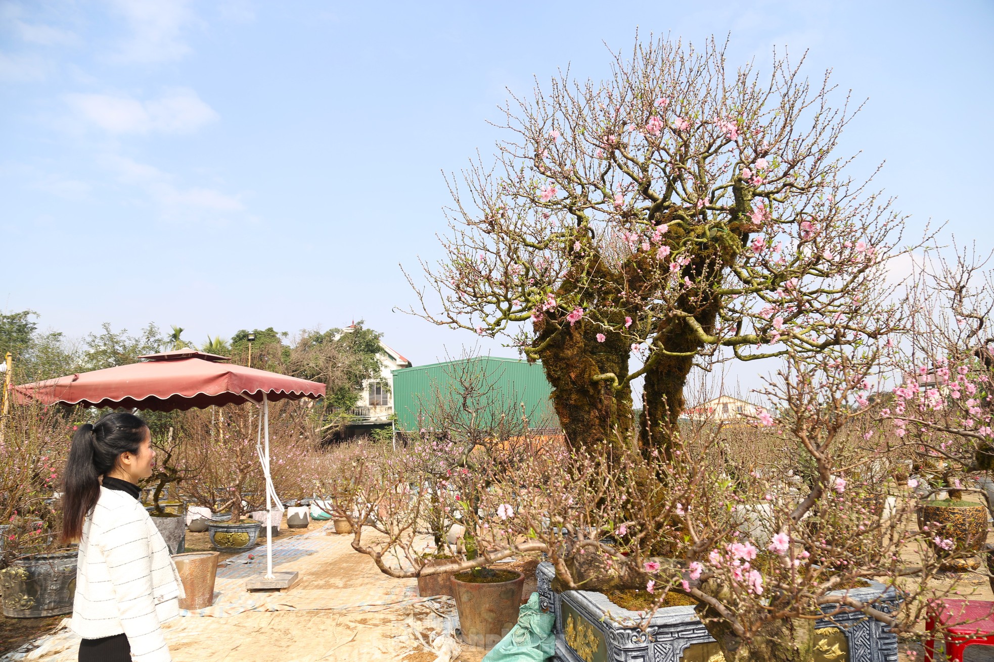 Cận cảnh đào cổ phủ đầy rêu giá 120 triệu, phải dùng cẩu mới vận chuyển được- Ảnh 7.