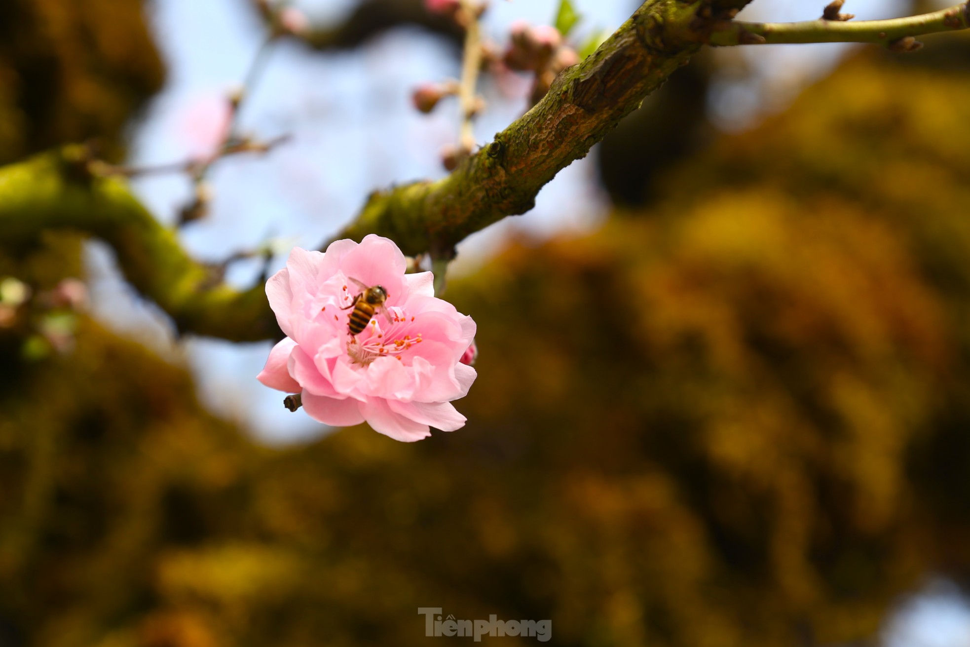 Cận cảnh đào cổ phủ đầy rêu giá 120 triệu, phải dùng cẩu mới vận chuyển được- Ảnh 6.