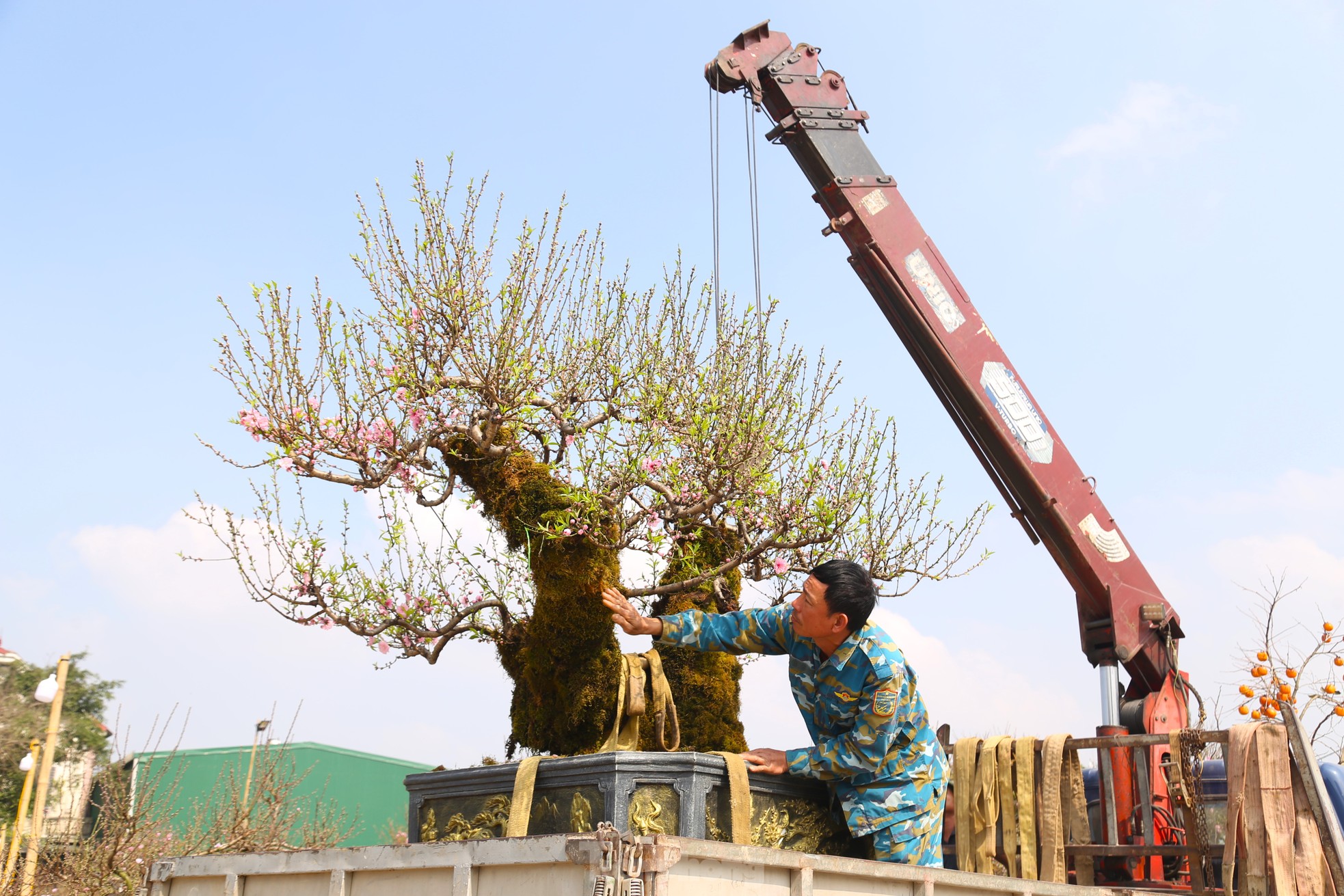 Cận cảnh đào cổ phủ đầy rêu giá 120 triệu, phải dùng cẩu mới vận chuyển được- Ảnh 10.