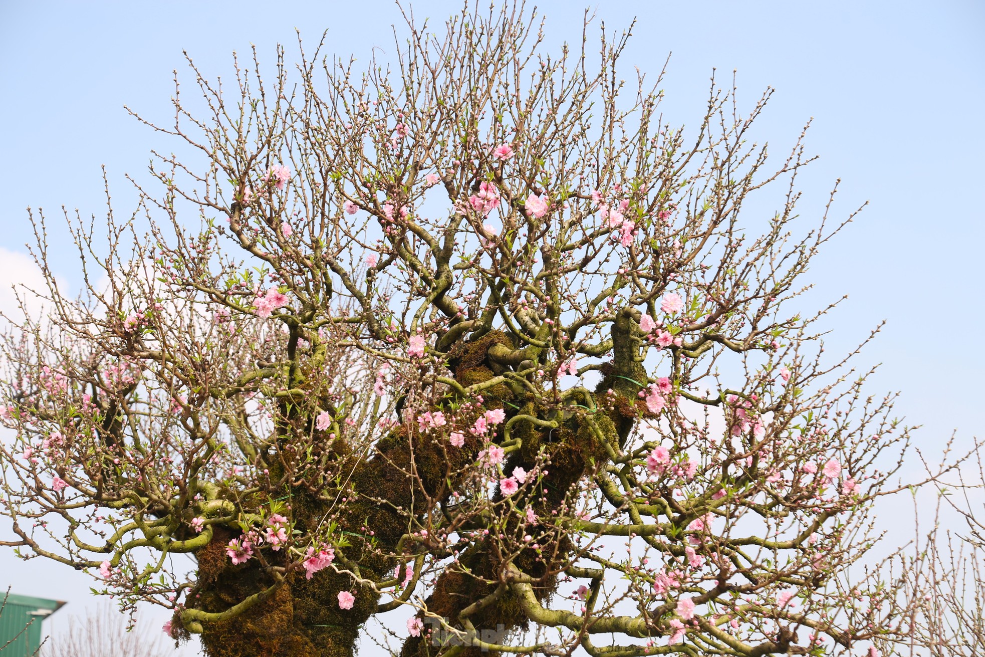 Cận cảnh đào cổ phủ đầy rêu giá 120 triệu, phải dùng cẩu mới vận chuyển được- Ảnh 3.