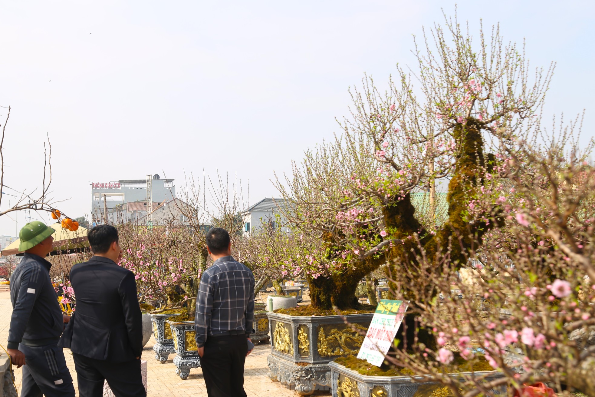 Cận cảnh đào cổ phủ đầy rêu giá 120 triệu, phải dùng cẩu mới vận chuyển được- Ảnh 9.