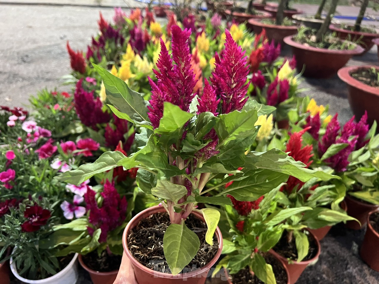 Chợ hoa Tết giá 'mềm' hút khách có thu nhập thấp- Ảnh 5.