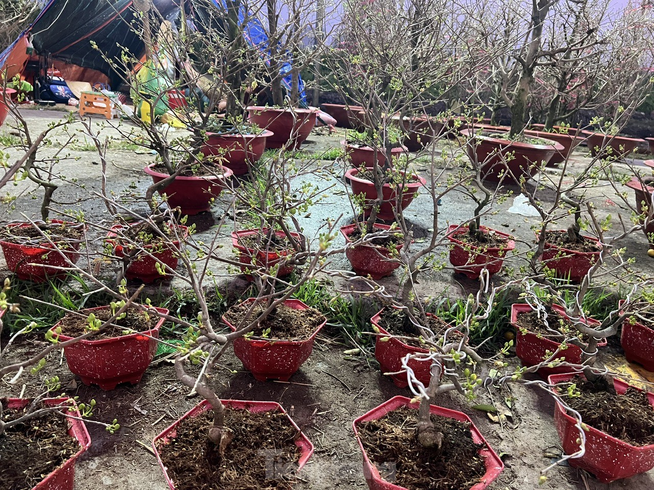 Chợ hoa Tết giá 'mềm' hút khách có thu nhập thấp- Ảnh 4.