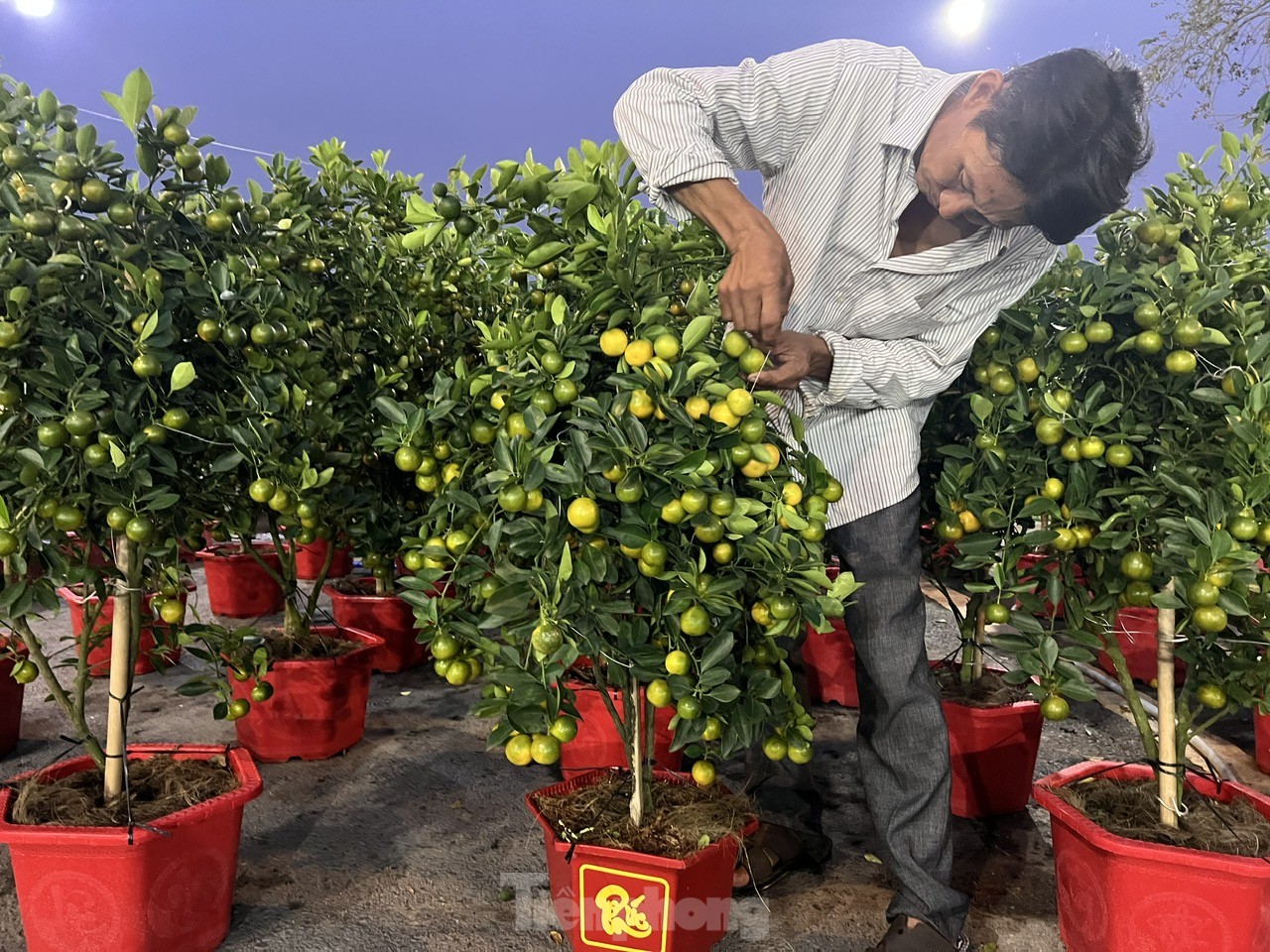 Chợ hoa Tết giá 'mềm' hút khách có thu nhập thấp- Ảnh 11.