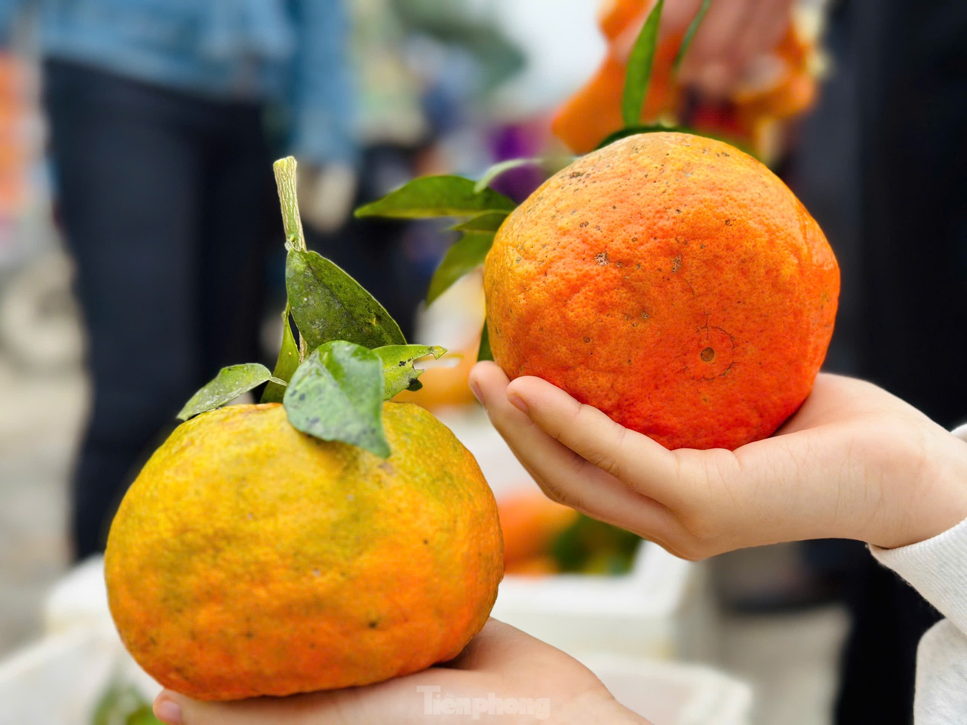 Thủ phủ cam bù vàng rực, bung hàng ngày Tết- Ảnh 8.