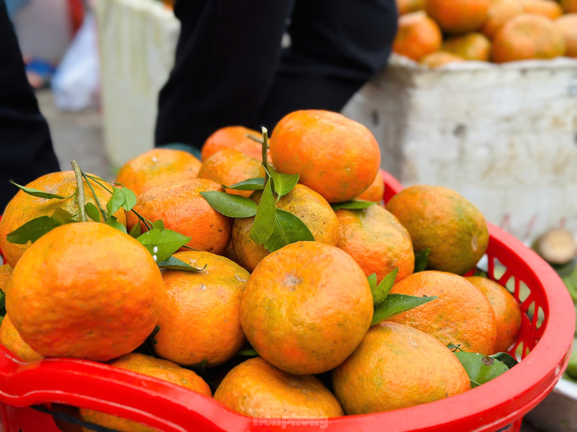 Thủ phủ cam bù vàng rực, bung hàng ngày Tết- Ảnh 9.