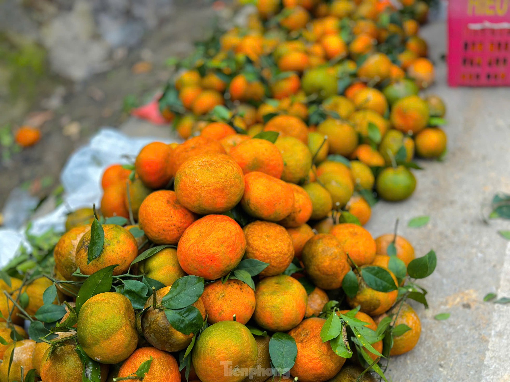 Thủ phủ cam bù vàng rực, bung hàng ngày Tết- Ảnh 2.