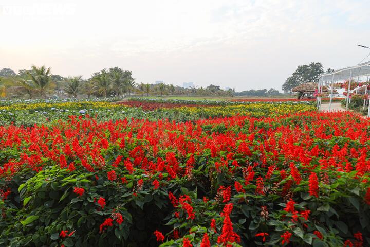 Từ bãi hoang tàn sau siêu bão Yagi, vườn hoa nổi tiếng ở Hà Nội giờ ra sao?- Ảnh 11.
