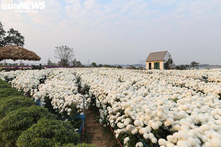 Từ bãi hoang tàn sau siêu bão Yagi, vườn hoa nổi tiếng ở Hà Nội giờ ra sao?- Ảnh 12.