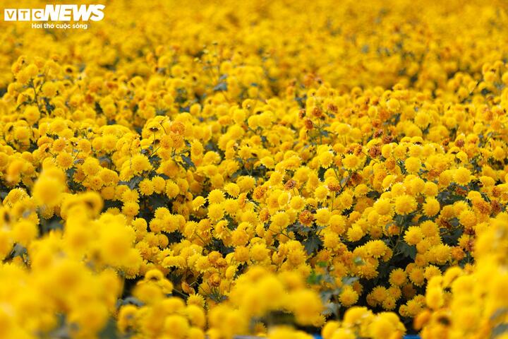 Từ bãi hoang tàn sau siêu bão Yagi, vườn hoa nổi tiếng ở Hà Nội giờ ra sao?- Ảnh 14.