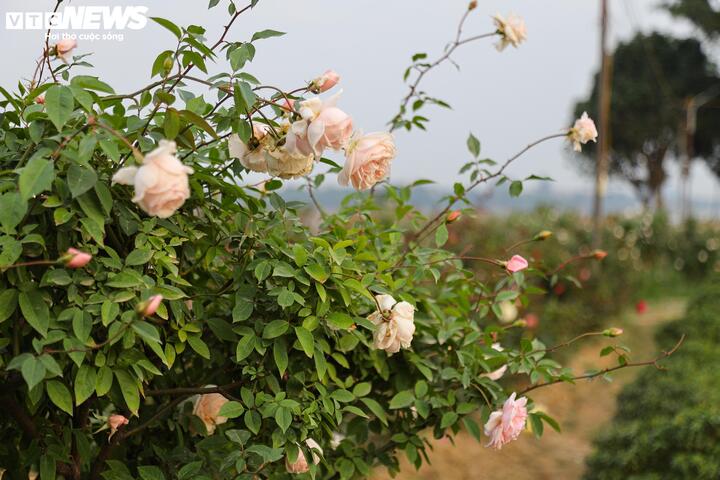 Từ bãi hoang tàn sau siêu bão Yagi, vườn hoa nổi tiếng ở Hà Nội giờ ra sao?- Ảnh 10.