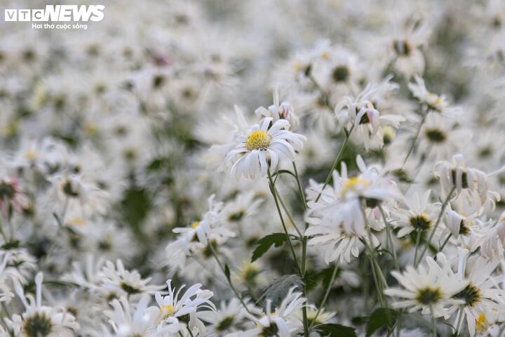 Từ bãi hoang tàn sau siêu bão Yagi, vườn hoa nổi tiếng ở Hà Nội giờ ra sao?- Ảnh 16.