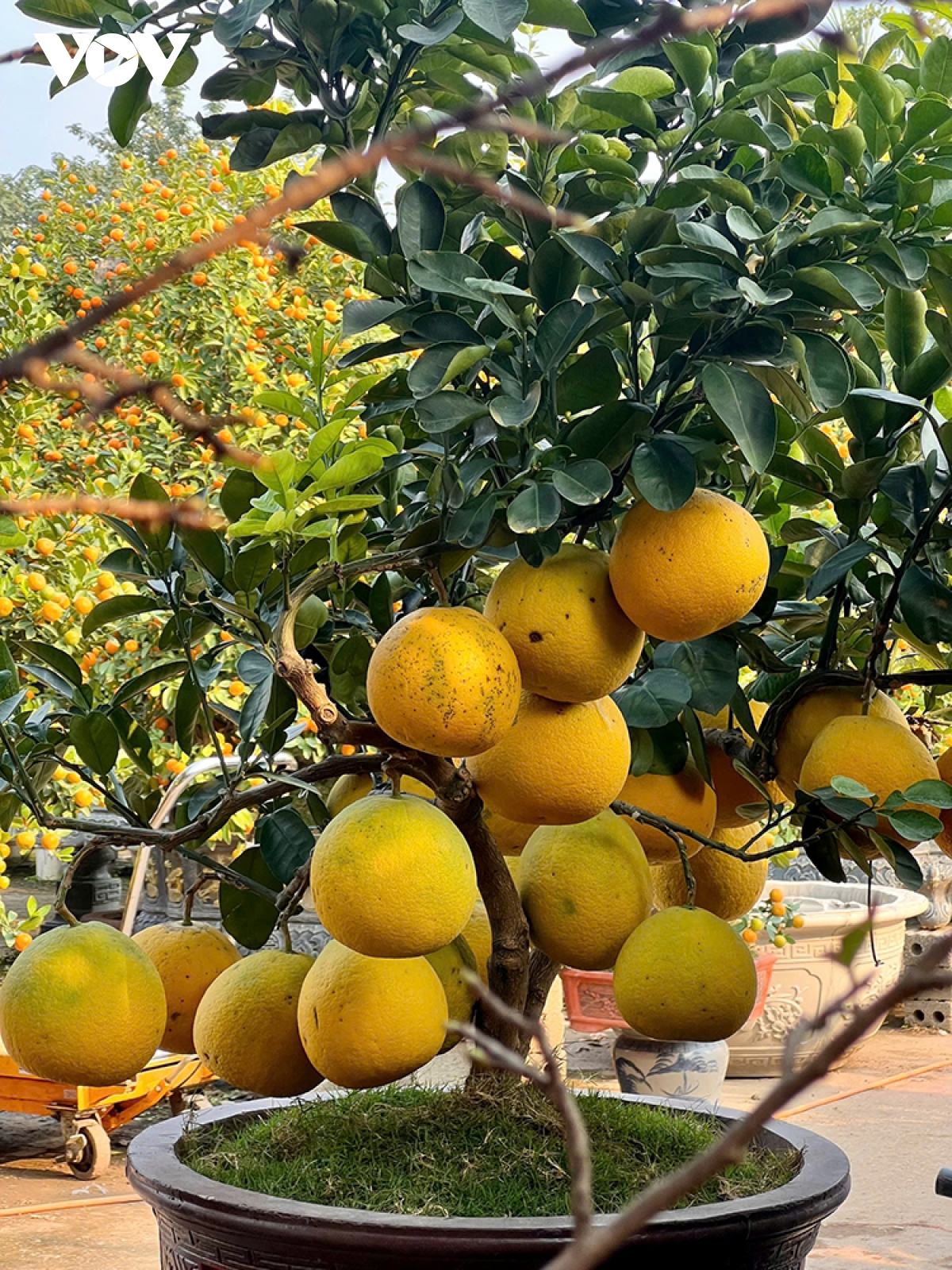 Làng đào Nhật Tân, quất Tứ Liên "hồi sinh", tất bật vào vụ Tết- Ảnh 11.