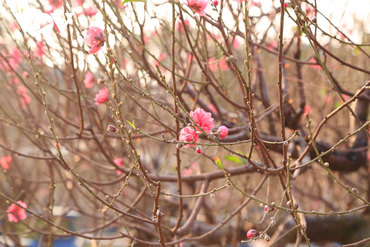 Làng đào Nhật Tân, quất Tứ Liên "hồi sinh", tất bật vào vụ Tết- Ảnh 2.