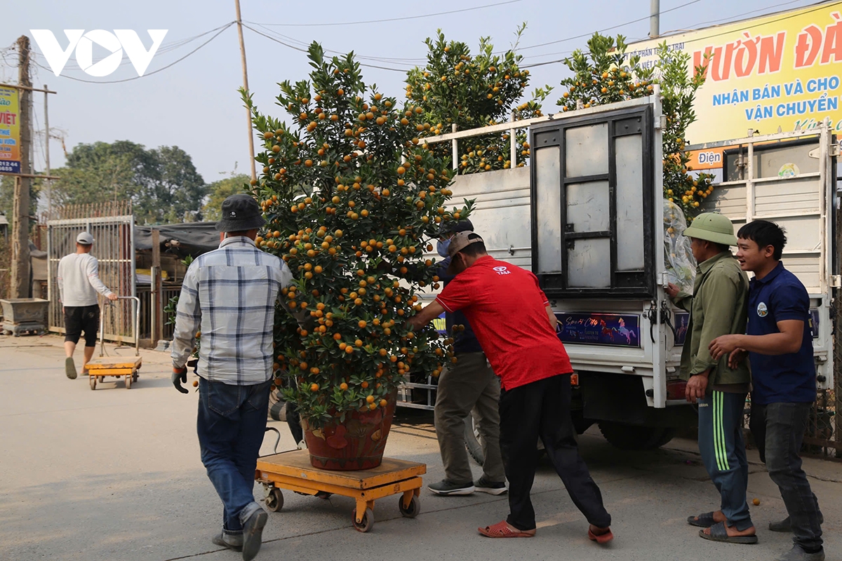 Làng đào Nhật Tân, quất Tứ Liên "hồi sinh", tất bật vào vụ Tết- Ảnh 4.