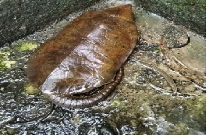 Nghe tiếng động lạ, người dân phát hiện loài vật quý hiếm tưởng như sắp tuyệt chủng: Nhiều người Việt hân hoan - Ảnh 1.