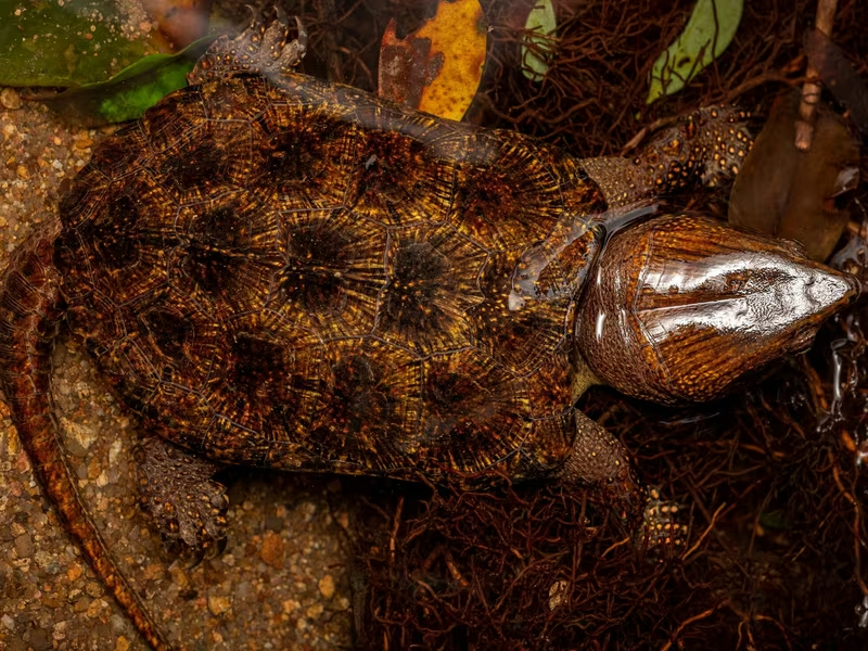 Nghe tiếng động lạ, người dân phát hiện loài vật quý hiếm tưởng như sắp tuyệt chủng: Nhiều người Việt hân hoan - Ảnh 2.