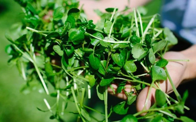 Mỹ đánh giá đây là loại rau tốt nhất thế giới, còn là “thần dược của người nghèo”, tốt cho cả đường huyết lẫn tuổi thọ: Việt Nam có rất nhiều - Ảnh 1.