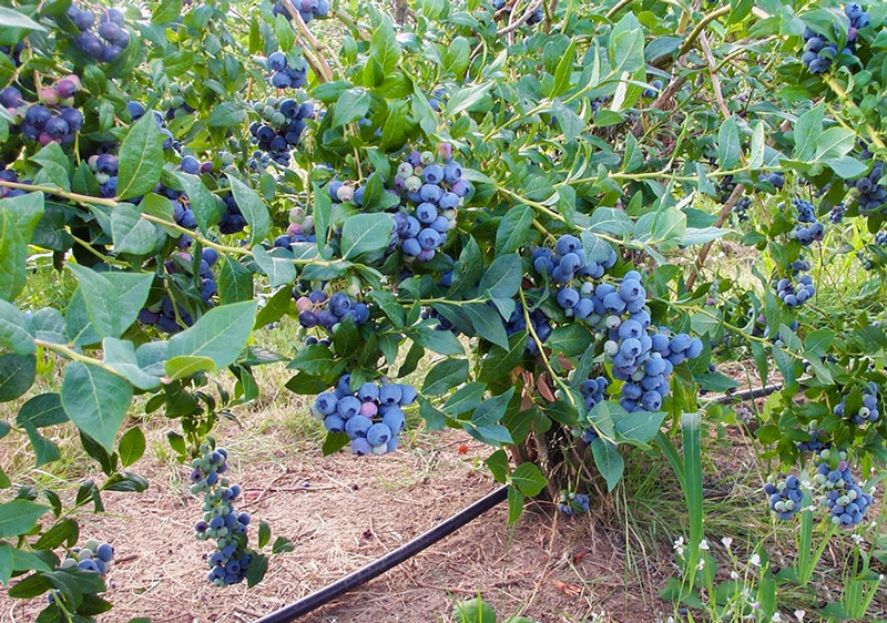 Loại quả được mệnh danh 'siêu thực phẩm' từ Ba Lan được nhập khẩu vào Việt Nam, mức giá 1 – 1,5 triệu/kg - Ảnh 1.