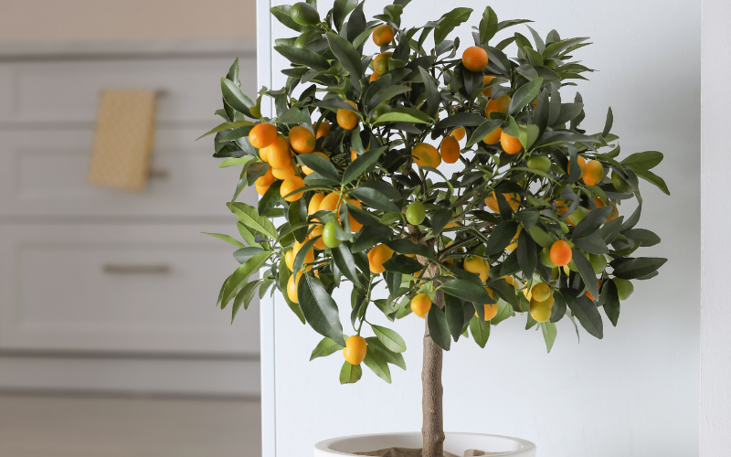 - Ảnh 2. - Ảnh 2.