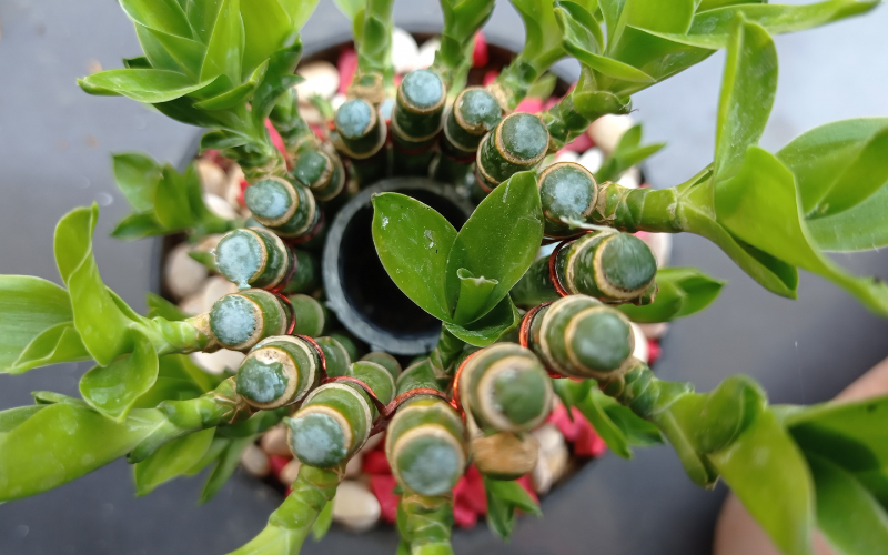 - Ảnh 1. - Ảnh 1.