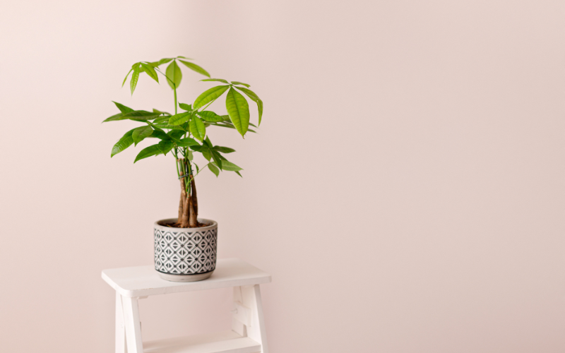 - Ảnh 3. - Ảnh 3.