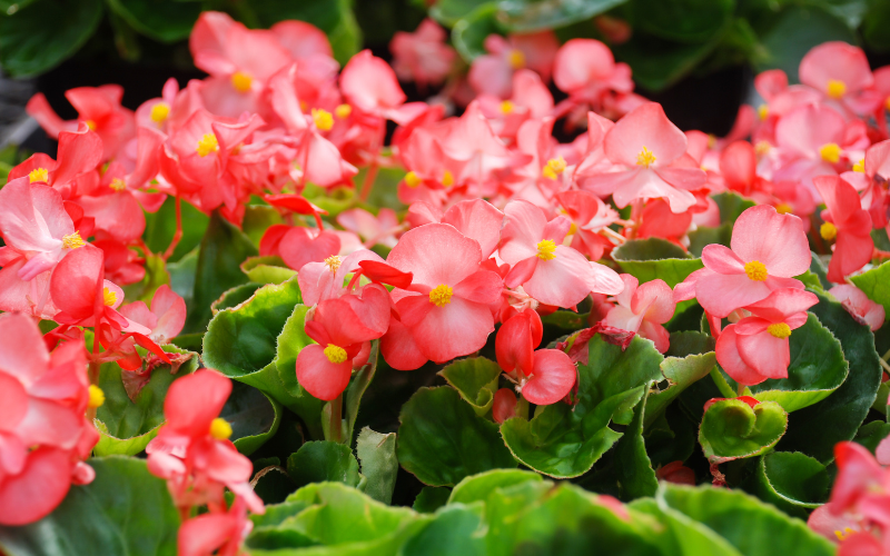 - Ảnh 5. - Ảnh 5.