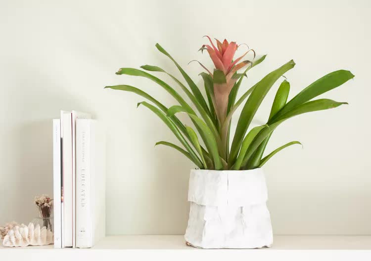 - Ảnh 4. - Ảnh 4.